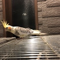 オカメインコ  メス  ３歳  半手乗り