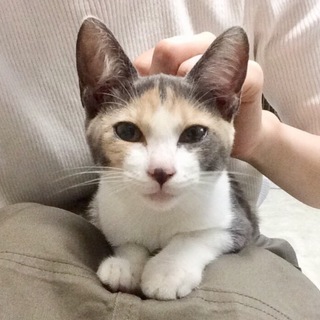 譲渡されました♡パステル三毛ちゃん