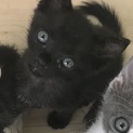 ☆保健所レスキュー　黒ちび猫　コウちゃん☆