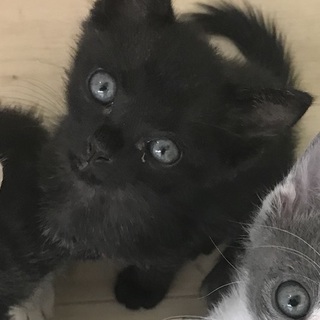 ☆保健所レスキュー　黒ちび猫　コウちゃん☆