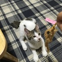 里親さん募集