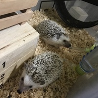 ハリーとヨシエ