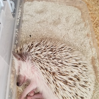 ハリネズミ里親募集