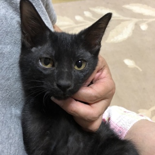 黒猫の兄弟