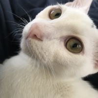 ぴーすけ