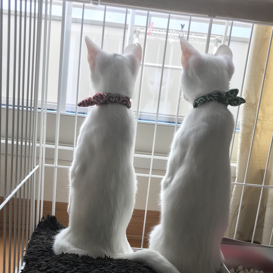 ぴーすけのカバー写真