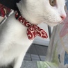 猫村さん