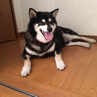 トラ