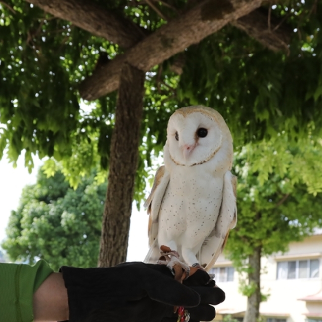 はやてにゃんのカバー写真