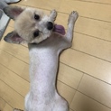 大切に育ててくれる方募集します