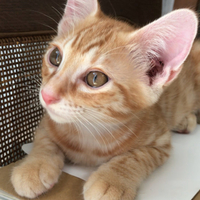 尾長