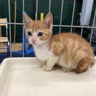 生後約2ヶ月 茶白くん