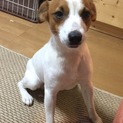 交渉中の為 一時応募中断   元気なジャック君