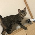 ベタベタ甘えん坊のキジトラ  女の子