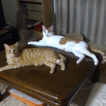 の写真