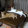 の写真