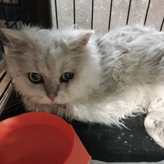 おじいちゃん猫のムースくん