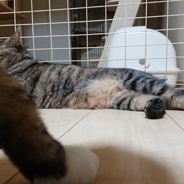 ひまわりにカメラを向けていたら、福にゃんが前を横切って行きました