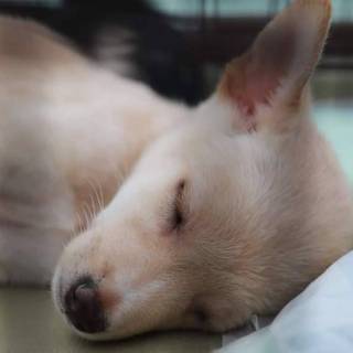 【保健所引き出し】甘えん坊の子犬です❗️