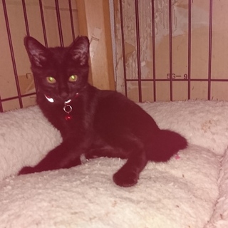 子猫保護しています。あかくん