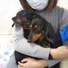 保護犬カフェに里帰り お友達に再開