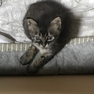 地元の自称NPO団体Wに拒否られた子猫