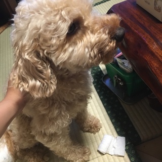 上目遣いで見つめる姿が可愛い男の子です