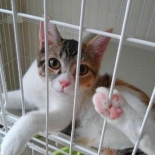 パステルみけ子です