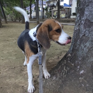 ビーグル オス1歳 元気ですが、あまり吠えません。