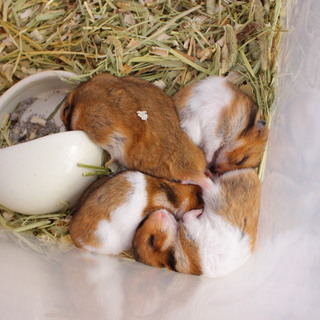 ゴールデンハムスター3か月