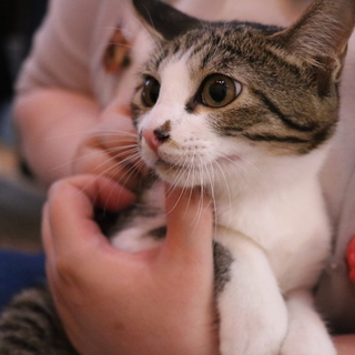 コロコロ白キジのみりんちゃん