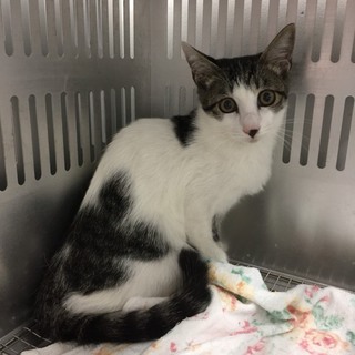 生後半年位の綺麗な男の子です。