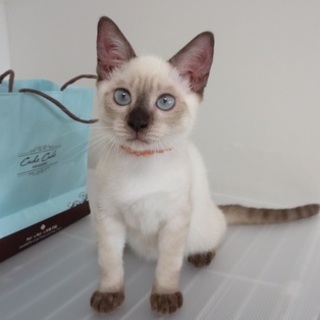 9/16銀座★もんたくん★可愛いシャム系ブルーの瞳