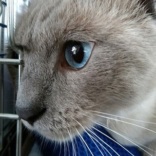 シャム系♂去勢・ワクチン・エイズ検査済　甘えん坊