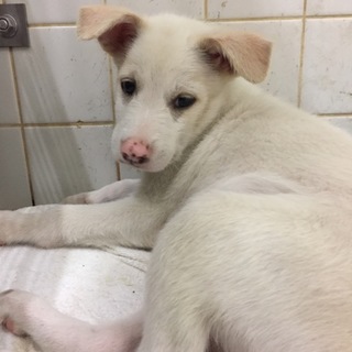 引き出されました。