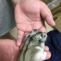 急いでいます！ジャンガリアンの新しい飼い主募集