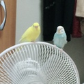 セキセイインコ 2匹