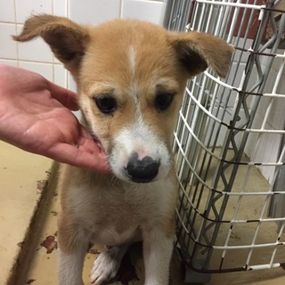 引き出されました。