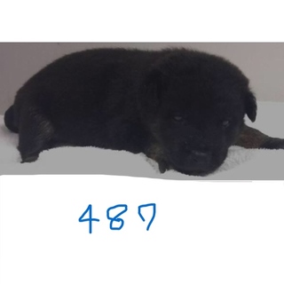 引き出されました。