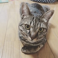 こまり