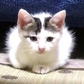ありがとうございます。姫ちゃん