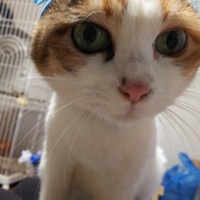 にゃあタン