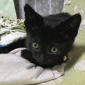 黒い子猫→行先決定！ありがとうございました。