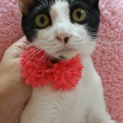 三鷹で猫の譲渡会を行います❤️