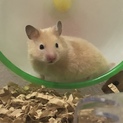 元気なゴールデンハムスターです！
