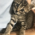 【急募】とても可愛い子猫です