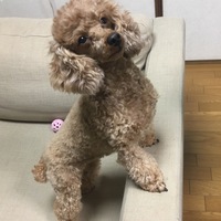 ルブラン