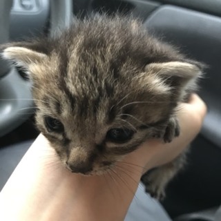 野良猫が赤ちゃんを生みました(๑･̑◡･̑๑)