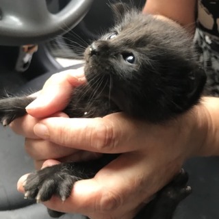 野良猫が赤ちゃんを生みました(๑･̑◡･̑๑)