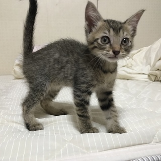 生後3〜4週間の可愛い子猫ちゃん